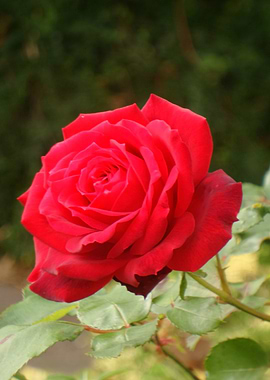 a single red rose