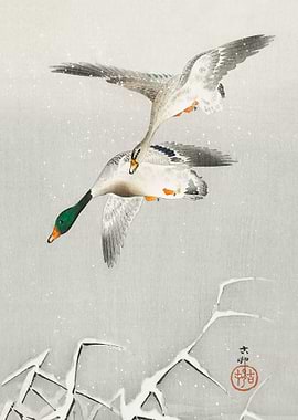 Two wild ducks in flight