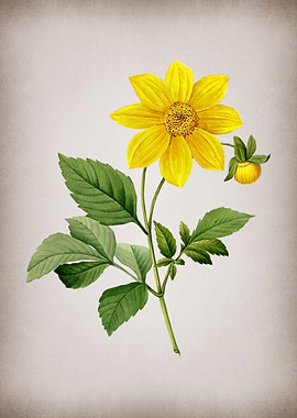 Vintage Dahlia Simplex