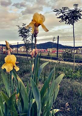 Yellow iris