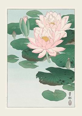 Water Lily