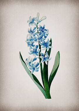 Vintage Dutch Hyacinth