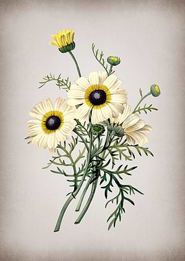 Vintage Chrysanthemum