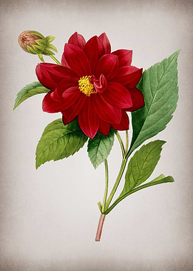 Vintage Double Dahlias