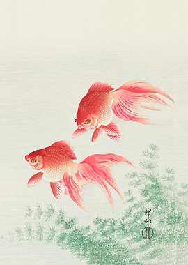 Two veil goldfish