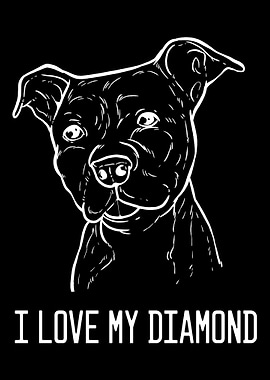 American Pitbull Terrier D