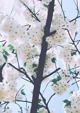 White Cherry Blossom 4