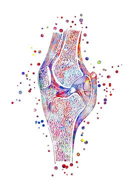 Knee human anatomy