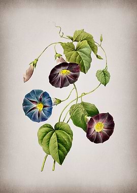 Vintage Morning Glory