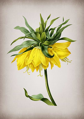 Vintage Kaisers Crown