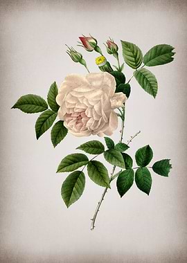 Vintage Rosa Indica