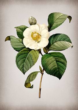Vintage Japanese Camelia