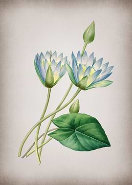 Vintage Egyptian Lotus