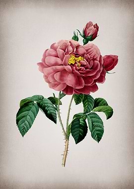 Vintage Gallic Rose