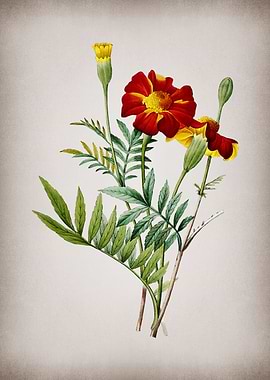 Vintage Mexican Marigold