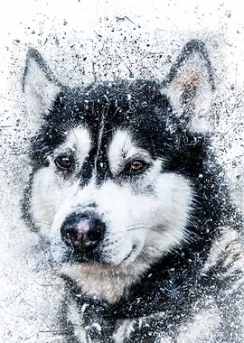 Shattered Husky