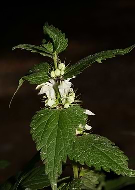 Lamium album lamiaceae