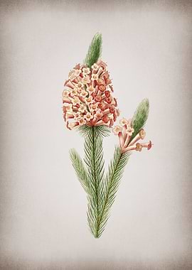 Vintage Heather Briar Root