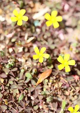 Oxalis corniculata flower