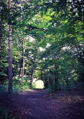 Light in the forest path