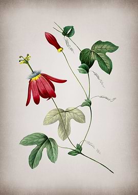 Vintage Red Passion Flower