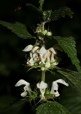 Lamium album lamiaceae