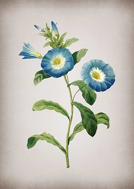 Vintage Field Bindweed