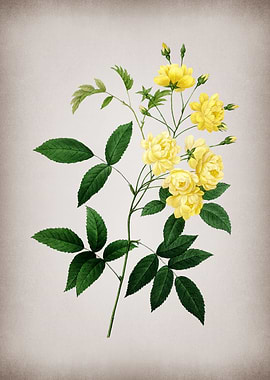 Vintage Lady Banks Rose