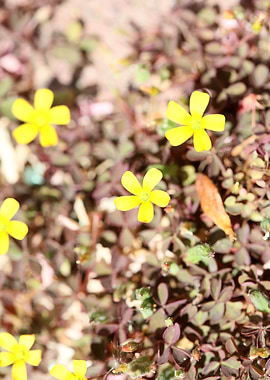Oxalis corniculata flower