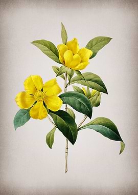 Vintage Golden Guinea Vine