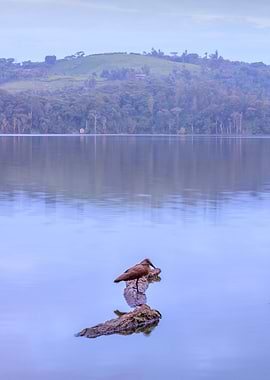 Bird sitting on boat