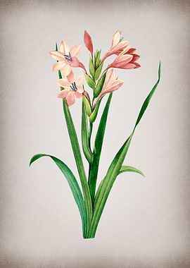 Vintage Gladiolus Saccatus