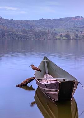Bird sitting on boat