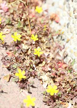 Oxalis corniculata flower