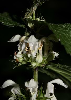 Lamium album lamiaceae