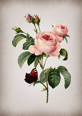 Vintage Provence Rose