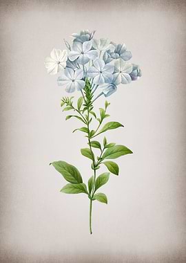 Vintage Plumbago Caerulea