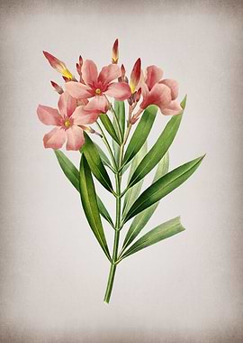 Vintage Oleander