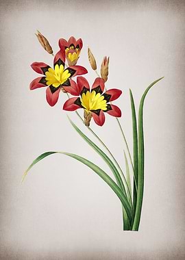 Vintage Ixia Tricolore