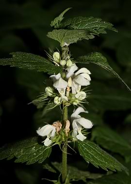 Lamium album lamiaceae