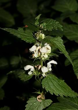 Lamium album lamiaceae