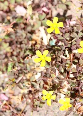 Oxalis corniculata flower
