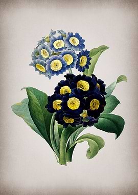 Vintage Mountain Cowslip