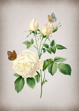 Vintage White Bengal Rose