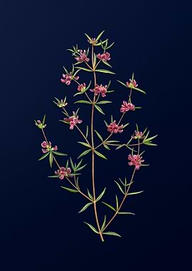 Blue Floral Illustration