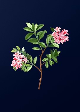 Blue Floral Illustration