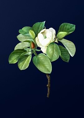 Blue Magnolia Illustration