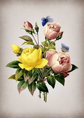 Vintage Variety of Roses