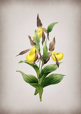 Vintage Sabot des Alpes