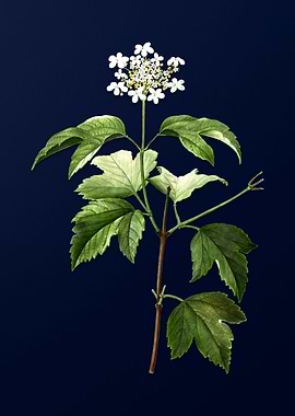 Blue Floral Illustration